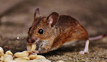 24 Hour & Emergency Exterminators in Olney, MD